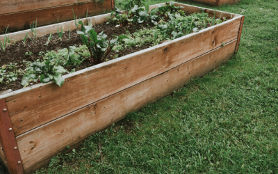 7 Reasons Your Raised Bed Vegetables Are Struggling